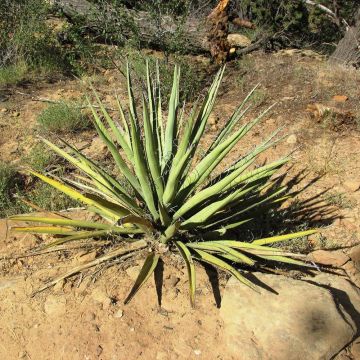 Yucca baccata - Palmlelie