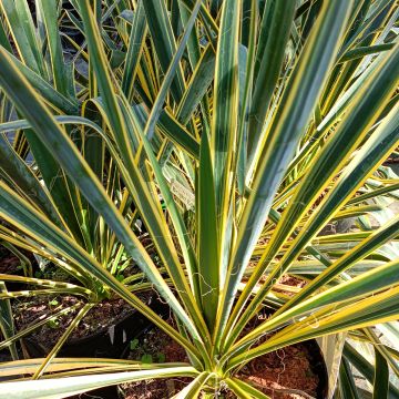 Yucca filamentosa Bright Edge - Palmlelie