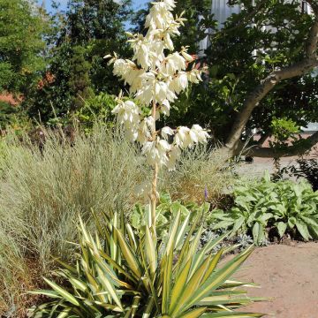 Yucca filamentosa Colour Guard - Palmlelie