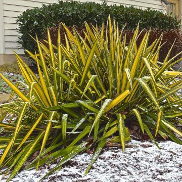 Yucca flaccida Golden Sword - Palmlelie
