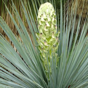 Yucca linearifolia - Palmlelie