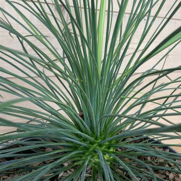 Yucca Cascade - Palmlelie