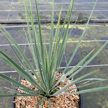 Yucca rostrata Sapphire Skies - Palmlelie
