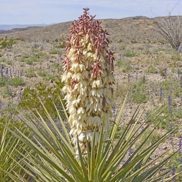 Yucca torreyi - Spaanse dolk