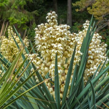Yucca gloriosa - Palmlelie