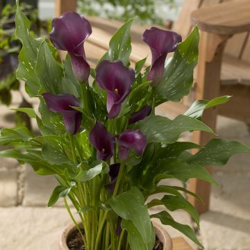 Zantedeschia Captain Reno - Gele calla