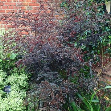 Zanthoxylum piperitum Black Magic - Japanse peperboom