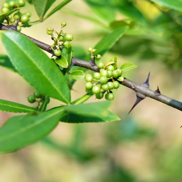 Zanthoxylum armatum - Timut peper