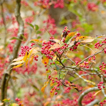 Zanthoxylum simulans - Japanse peper