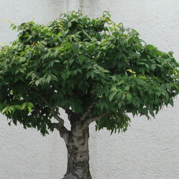Zelkova serrata Green Vase - Japanse zelkova