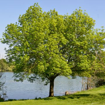 Zelkova serrata - Japanse zelkova