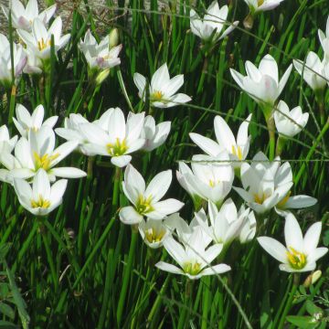 Zephyranthes candida - Gele westenwindbloem