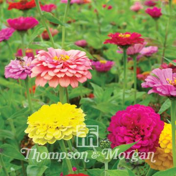 Zinnia elegans Giant Double Mixed (zaad) - Zahara-bloem