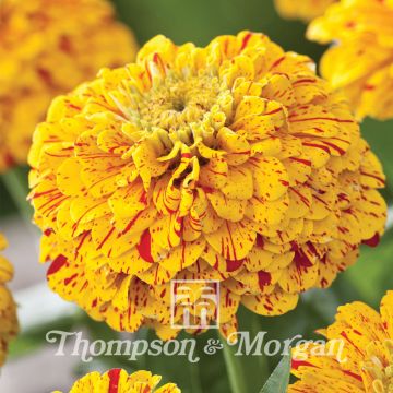 Zinnia elegans Pop Art Gouden & Rood (zaad) - Zahara-bloem