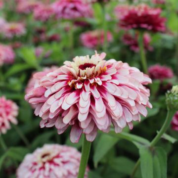 Zinnia elegans Mazurkia (zaad) - Zahara-bloem