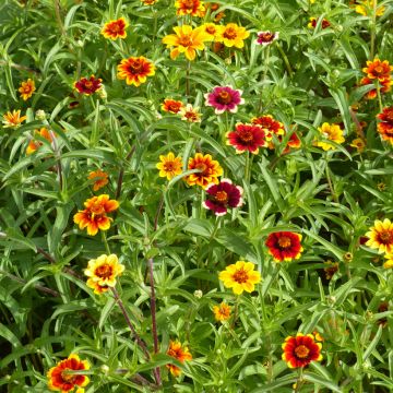 Zinnia haageana Persian Carpet (zaad) - Zahara-bloem