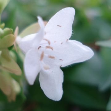 Abelia Francis Mason - Glanzende abelia