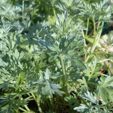 Absintalsem BIO - Artemisia absinthium