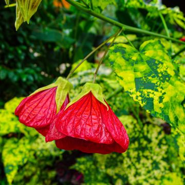 Abutilon Cannington Peter - Chinese lantaarn
