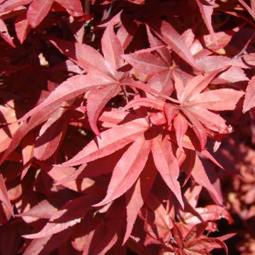 Acer palmatum Twomblys Red Sentinel - Japanse esdoorn