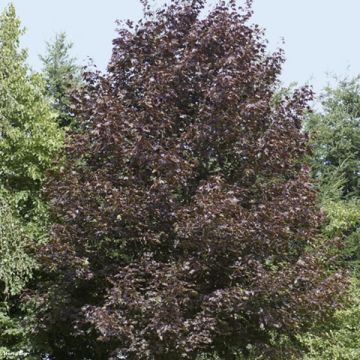 Acer platanoides Crimson King - Noorse esdoorn