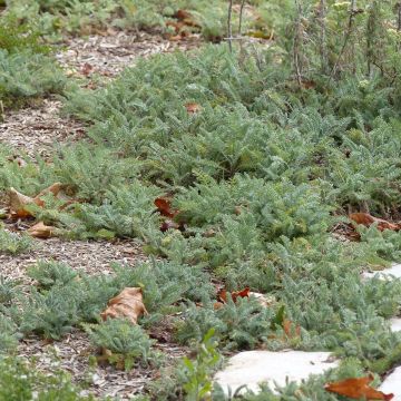 Achillea crithmifolia - Duizendblad
