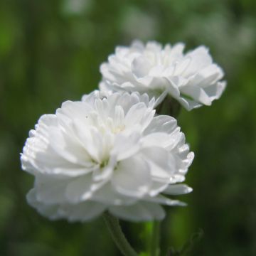 Achillea ptarmica The Pearl - Wilde bertram
