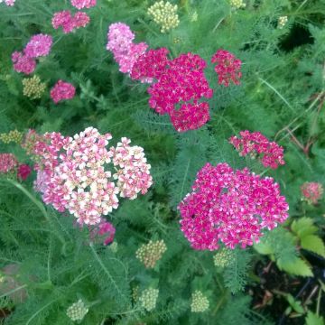 Achillea millefolium Desert Eve Deep Rose - Duizendblad