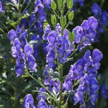 Aconitum cammarum Blue Lagoon - Monnikskap
