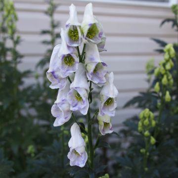 Aconitum carmichaelii Arendsii - Monnikskap