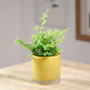 Adiantum Fritz Lüthi - Venushaar