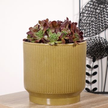 Aeonium arboreum Phoenix Flame - Boom-aeonium