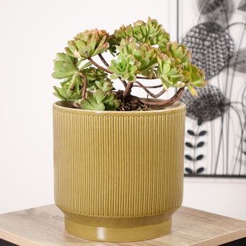 Aeonium Bronze Medal - Zwartkop