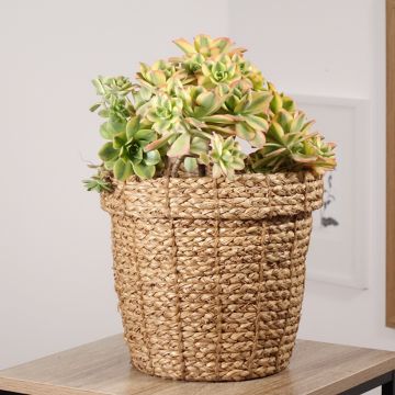 Aeonium Floresens - Huislookboom