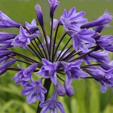 Agapanthus Black Buddhist - Afrikaanse lelie