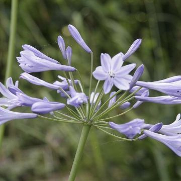 Agapanthus Docteur Brouwer - Afrikaanse lelie