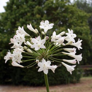 Agapanthus Glacier Stream - Afrikaanse lelie