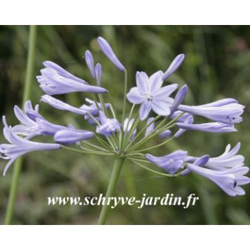 Agapanthus Streamline - Afrikaanse lelie