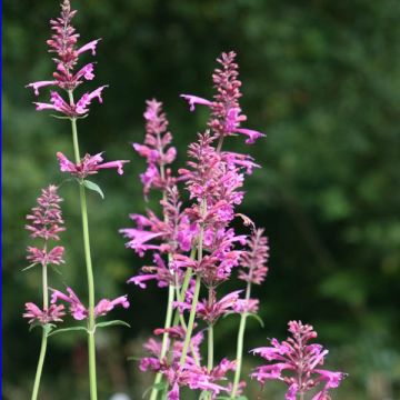 Agastache Summer Love - Dropplant