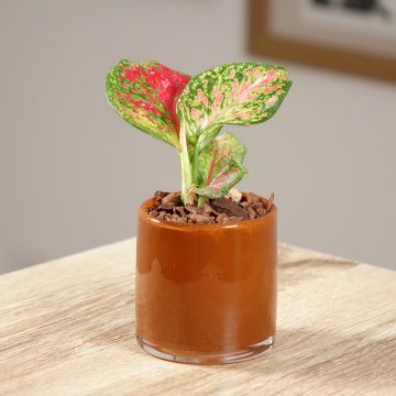 Aglaonema Red Zircon
