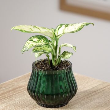 Aglaonema Snowflake - Chinese evergreen