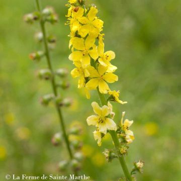 Gewone agrimonie BIO Ferme de Sainte Marthe - Agrimonia eupatoria