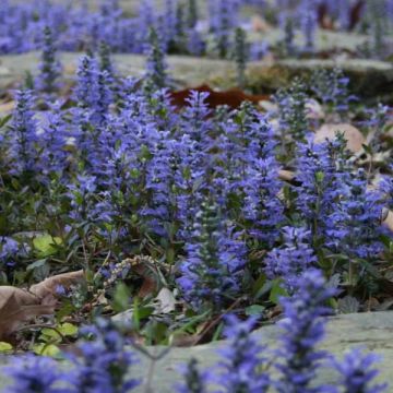 Ajuga reptans - Kruipend zenegroen