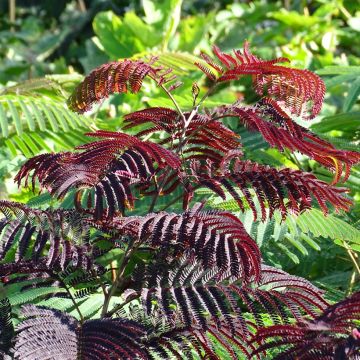 Albizia julibrissin Summer Chocolate - Perzische slaapboom