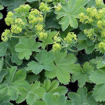 Alchemilla sericata Gold Strike - Vrouwenmantel