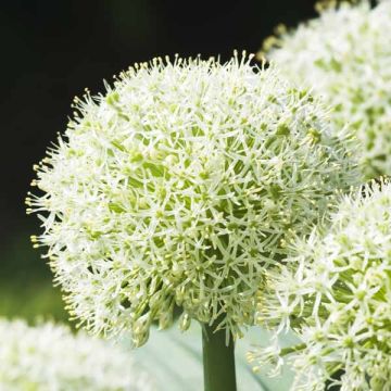 Allium karataviense Ivory Queen - Puinlook