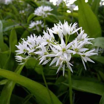 Allium ursinum - Daslook