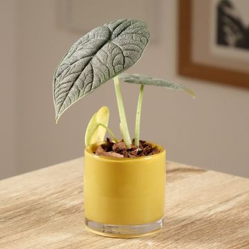 Alocasia melo - Olifantsoor