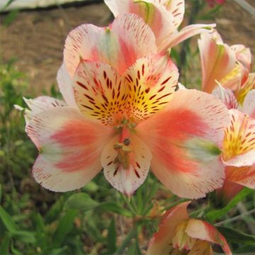 Alstroemeria Duc d'Anjou Jean - Incalelie