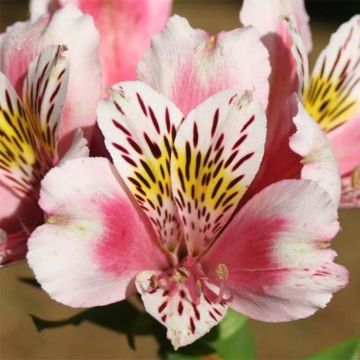 Alstroemeria Duc d'Anjou William - Incalelie